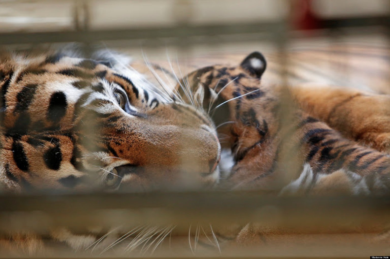 PHOTOS: Meet The SF Zoo's Adorable New Addition