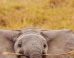 elephants