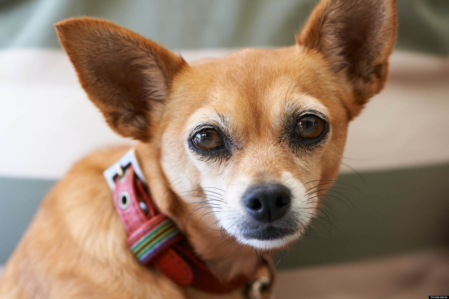 Chihuahua Lures Pit Bull Attacking Chilliwack Girl