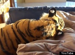 WATCH: Waking Up With A Tiger In Your Bed