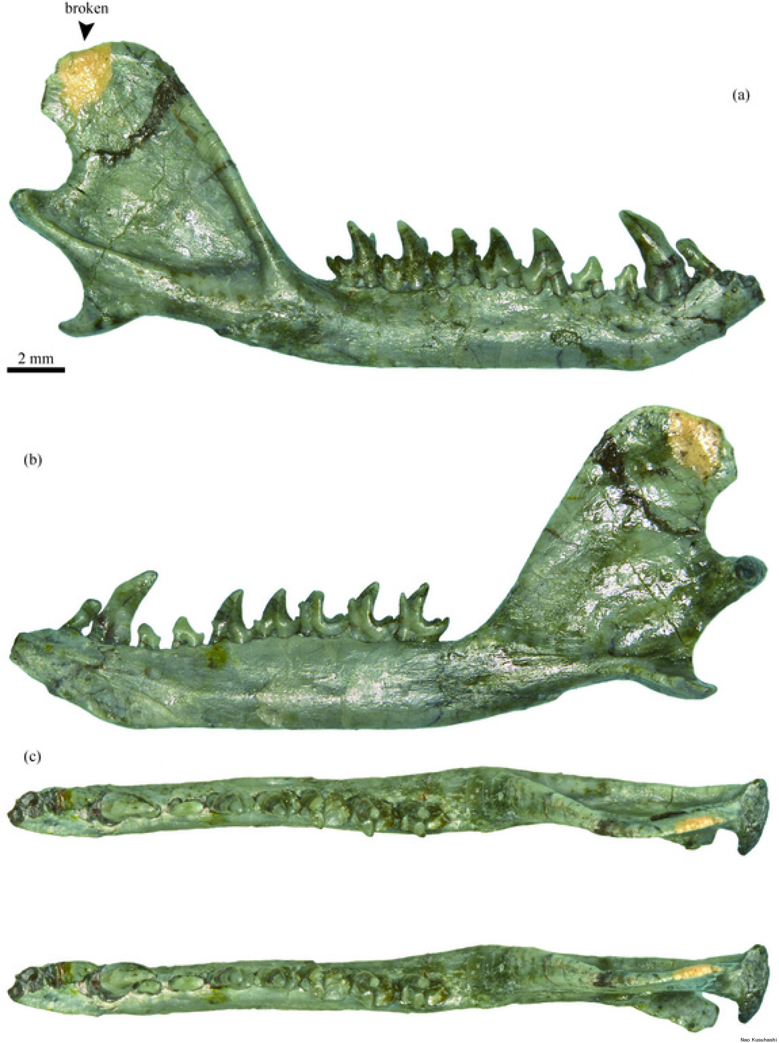 Jaw Fossil Of Ancient Mammal With Modern Teeth Unearthed In Japan