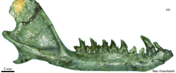 In 2007, scientists discovered a Eutherian mammal jaw that is about 112-million-years-old. The jaw shows that these primitive mammals had already started diversifying key characteristics at that time