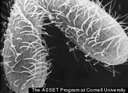 Weird Microbe Has HOW MANY Sexes?