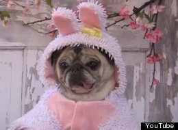 WATCH: Just A Pug. In An Easter Bunny Outfit .