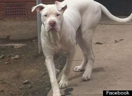 Is It Time For Tougher Dog Laws?