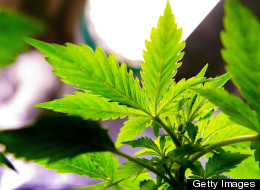 HIGH TIMES For B.C. Business