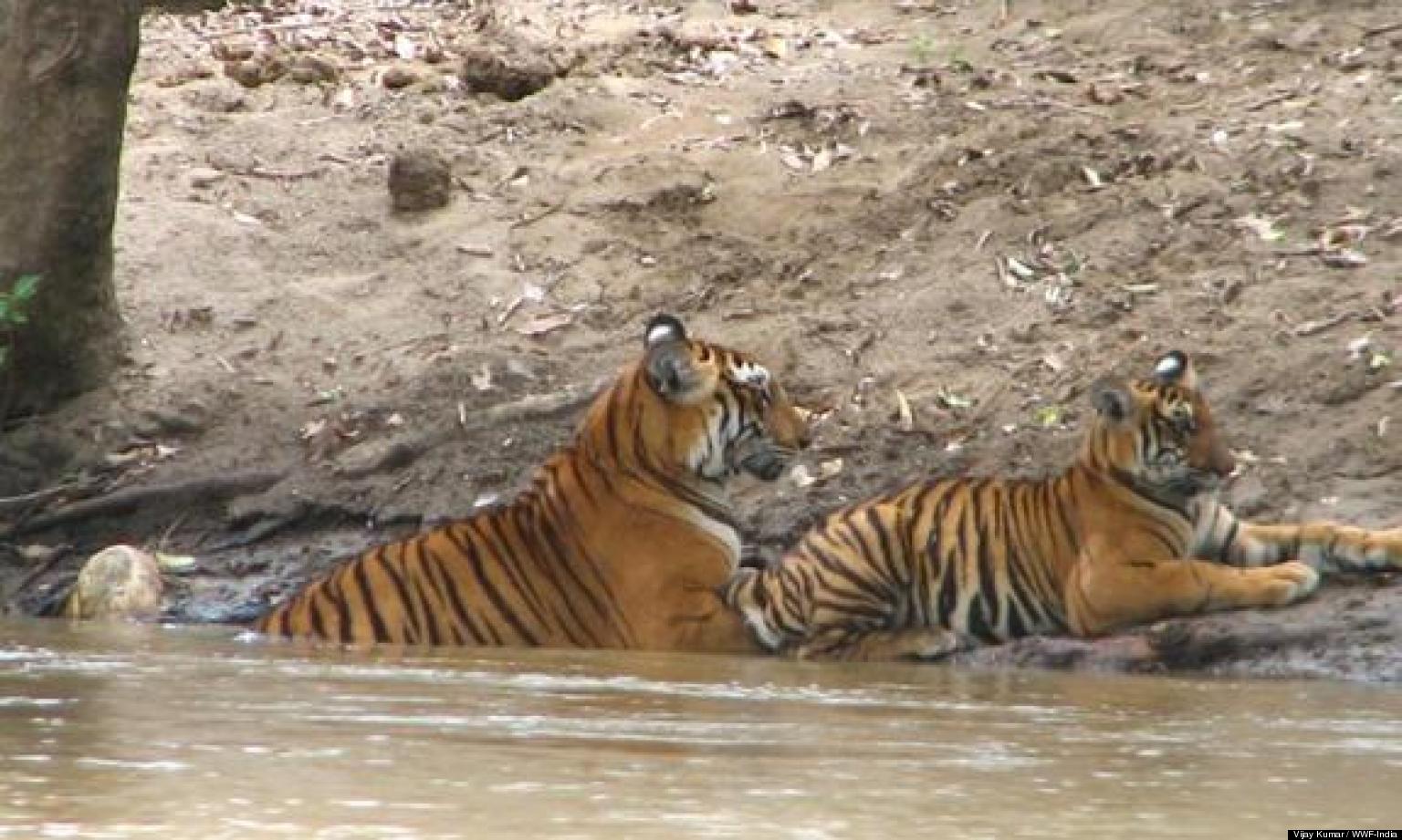 india-s-new-tiger-reserve-within-sathyamangalam-wildlife-sanctuary-will