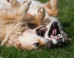 dog-fighting