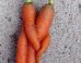 WATCH: Um, Is This How Baby Carrots Are Made?
