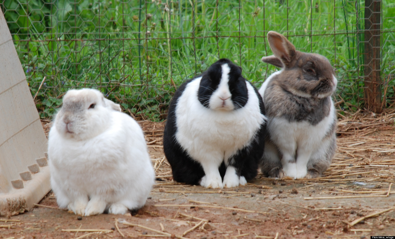 Easter Bunnies, Rabbits And Other Pets Require Responsible Care (PHOTOS