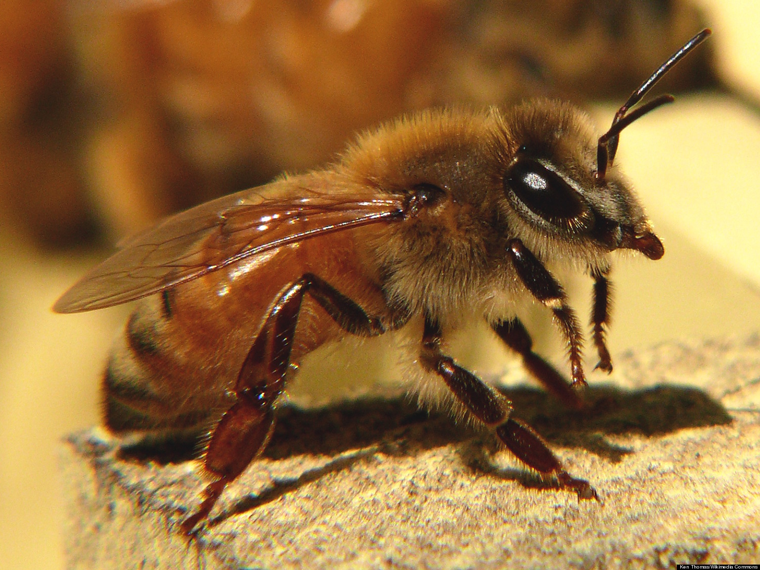 Bee Buzz Creates Electric Field That Helps Insects Communicate | HuffPost