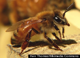 Bees Have 'Sixth Sense' For Buzzing, Study Suggests