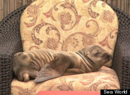 WATCH: Baby Sea Lion Found Lounging In Hotel Chair