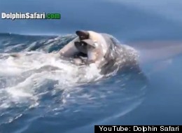 L'émouvant cortège funèbre des dauphins (VIDÉO)