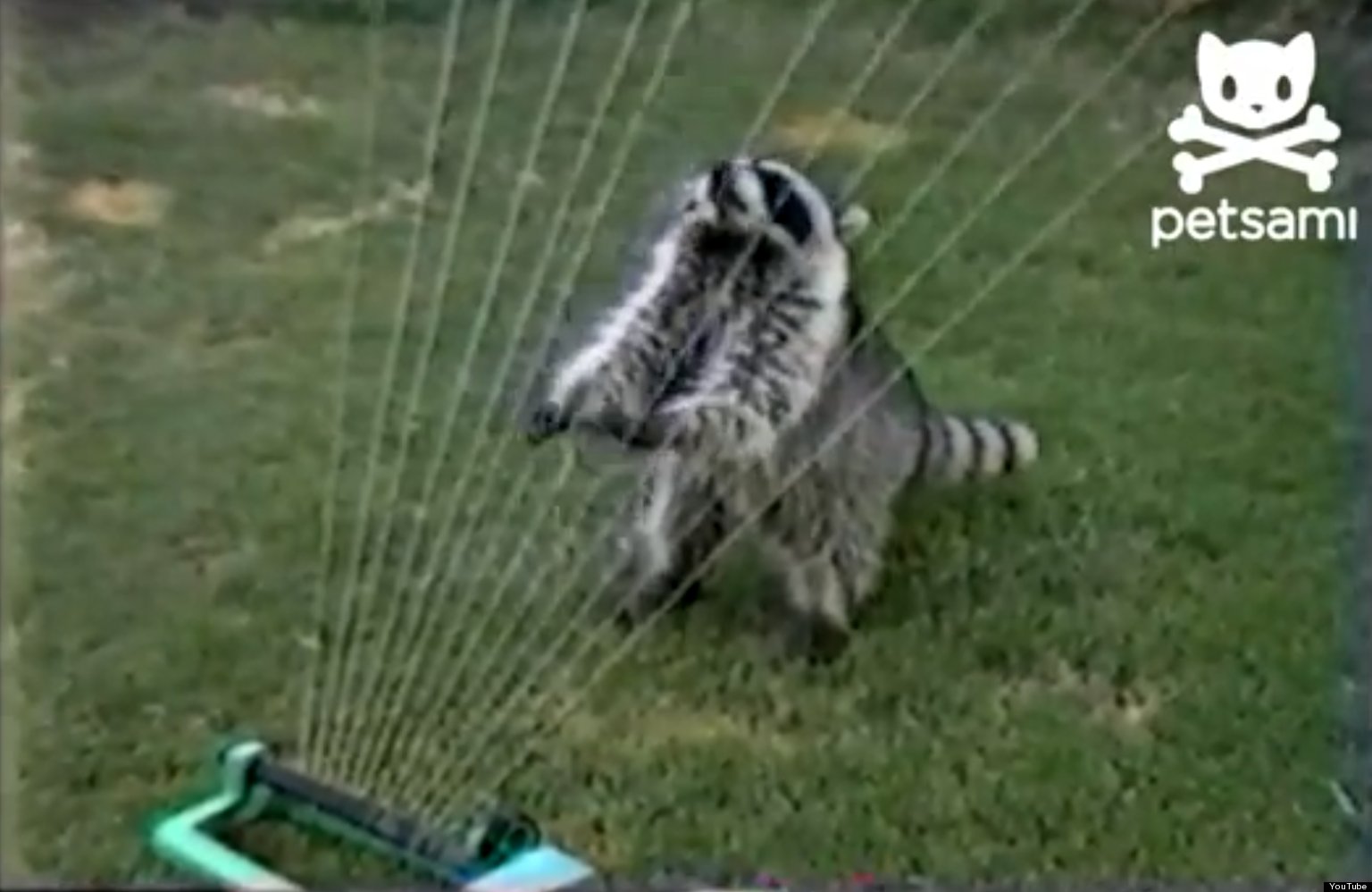 Raccoon Plays The Water Harp (VIDEO) | HuffPost UK