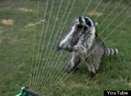 WATCH: Raccoon Plays The Harp