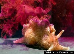 WATCH: Sea Creature Deploys Icky Defense