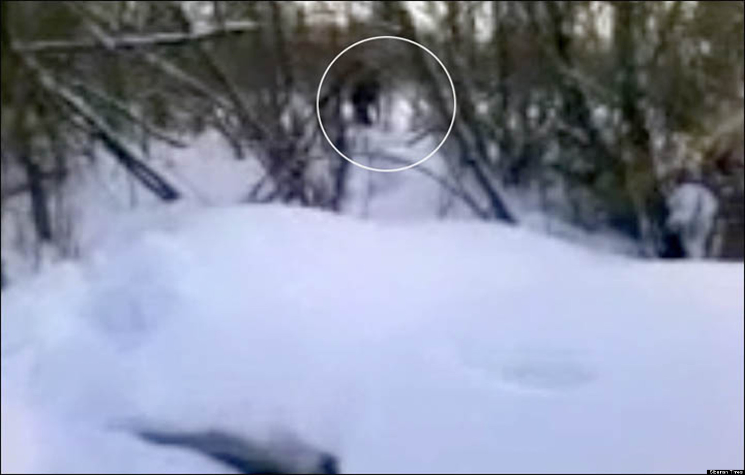 Yeti & Baby Footage In Siberia Is Real, Says Abominable Snowman