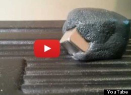 WATCH: Blob Attacks Magnet In Incredible Time-Lapse