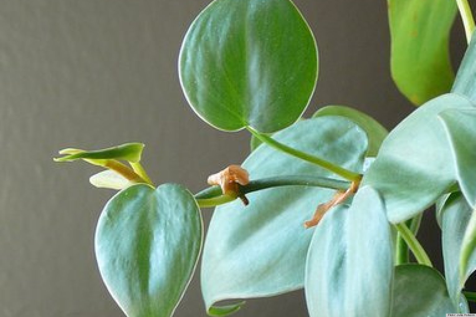 10 Best Houseplants To Purify The Air (PHOTOS) HuffPost UK