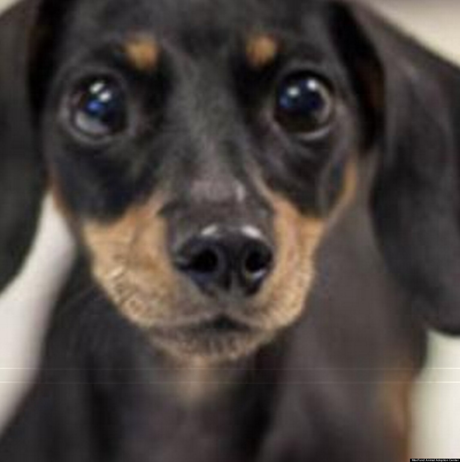 MaxFund Animal Adoption Center's Available Dogs This Week (PHOTOS