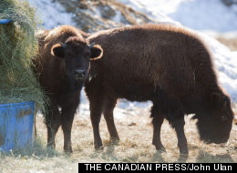 What Are Canadian Bison Doing In Russia?