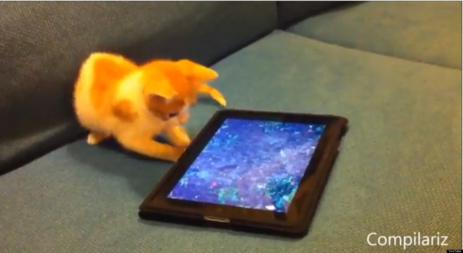Animals Playing On iPads Compilation (VIDEO) HuffPost