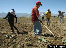 Cultivan el temor: Violencia y acoso sexual de trabajadores agrícolas inmigrantes (VIDEO)