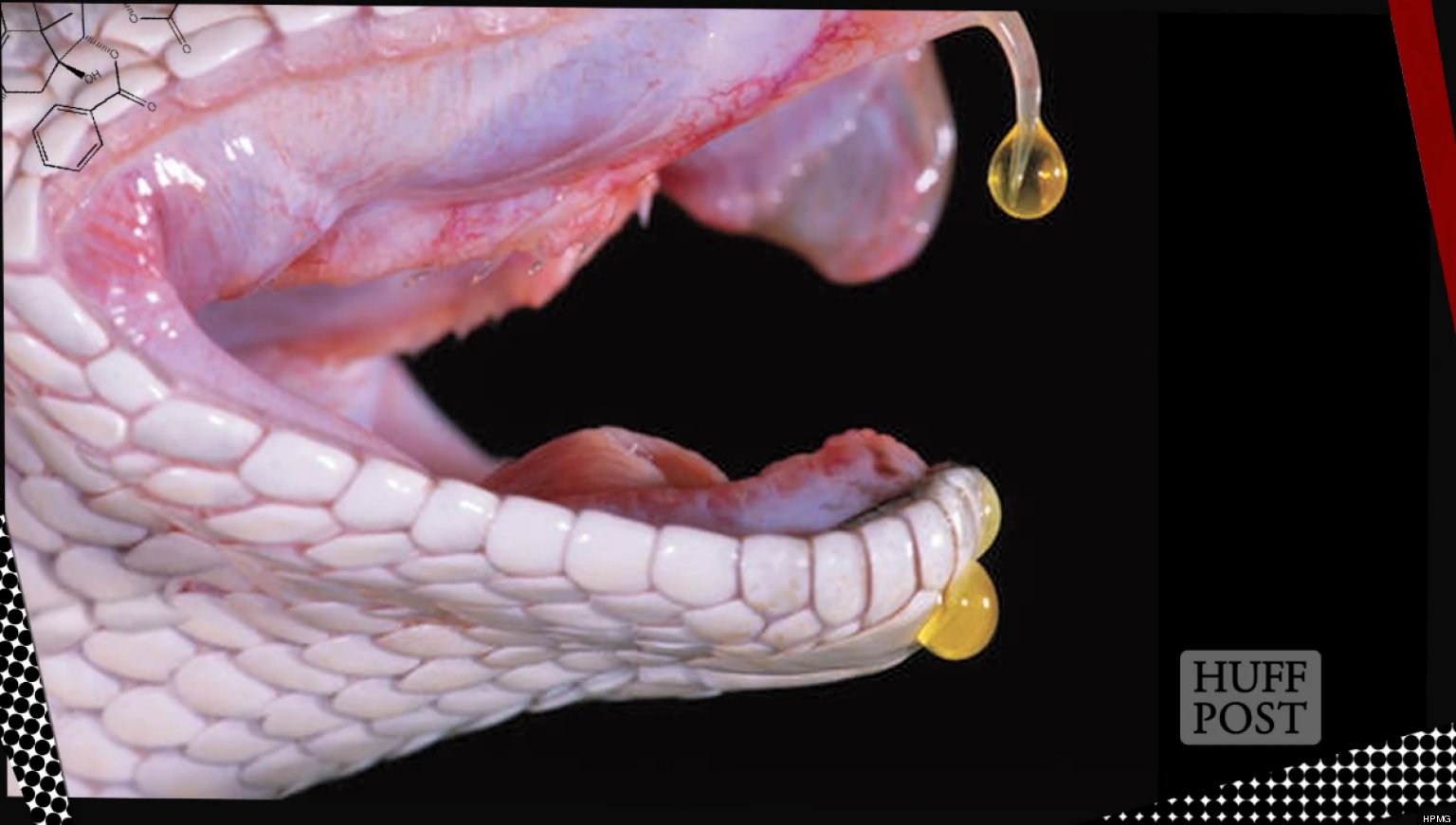 Snake Venom: Healing Medicine & Toxic Menace (VIDEO) | HuffPost