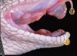 Snake Venom: Healing Medicine & Toxic Menace (VIDEO)