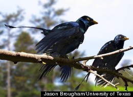 Dinosaur Feather Study Fuels Debate