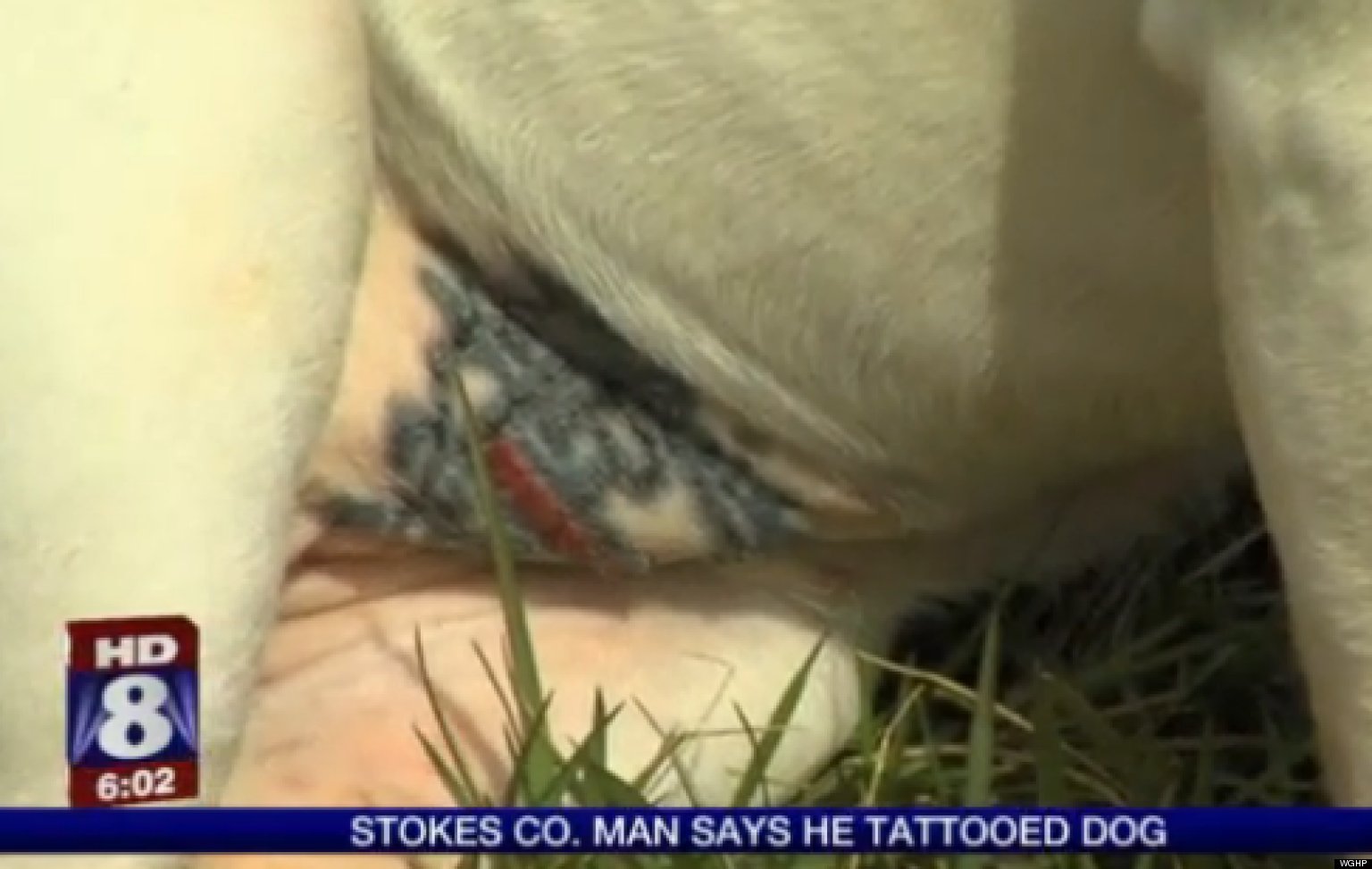 Ernesto Rodriguez, North Carolina Man, Tattoos Dogs And Sparks Outrage
