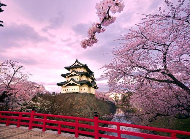 Japanese Cherry Blossom Trees Bursting Into Bloom Make Us Impatient