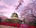 LOOK: Where Cherry Blossoms Are Blooming Now