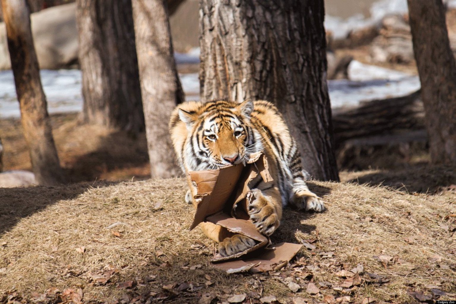 Tiger Cubs At Calgary Zoo Celebrate First Birthday (PHOTOS, VIDEO)