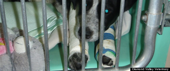 WILLIAM DANIEL GOYETTE PUPPY