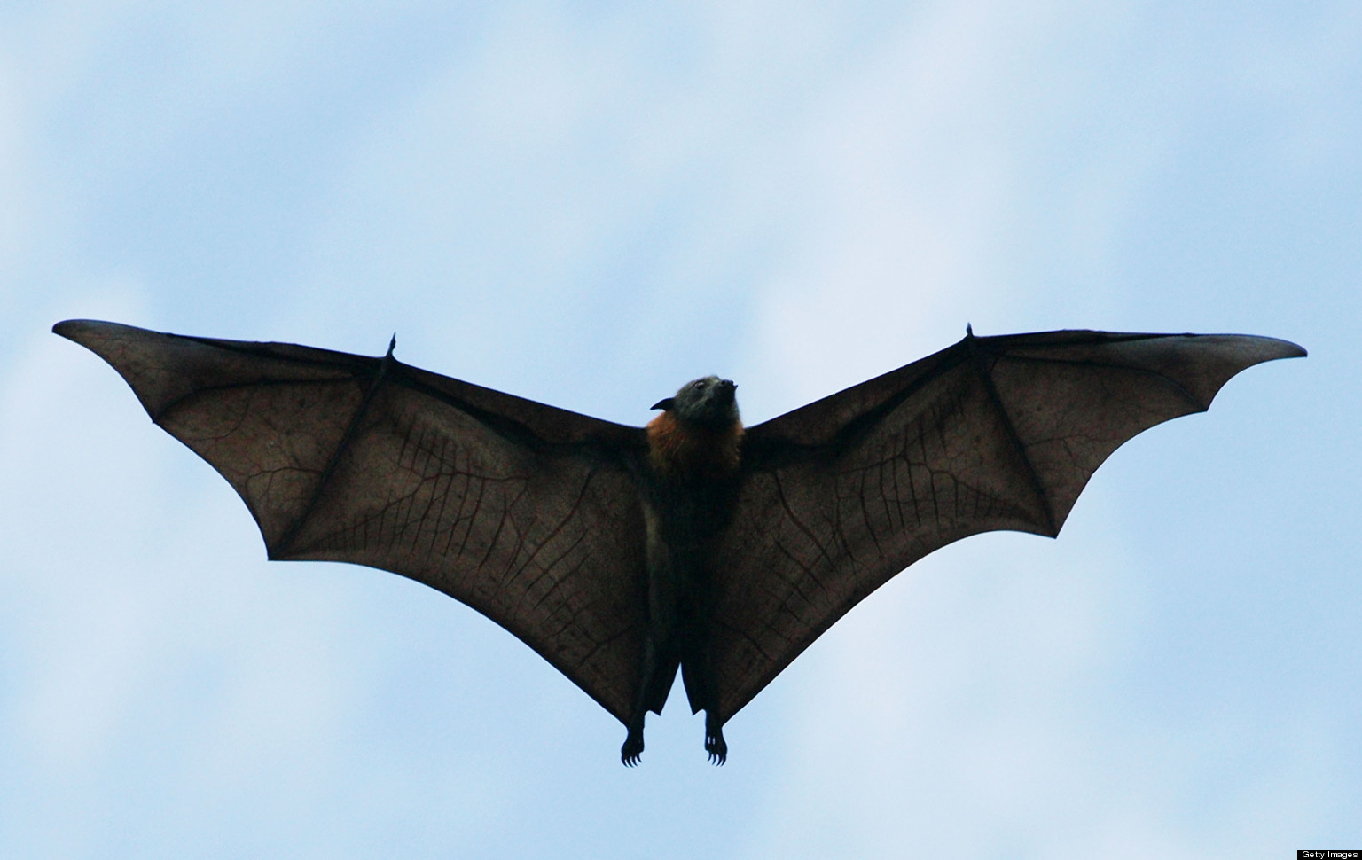 Male Bats Seen Giving Oral Sex To Females Huffpost