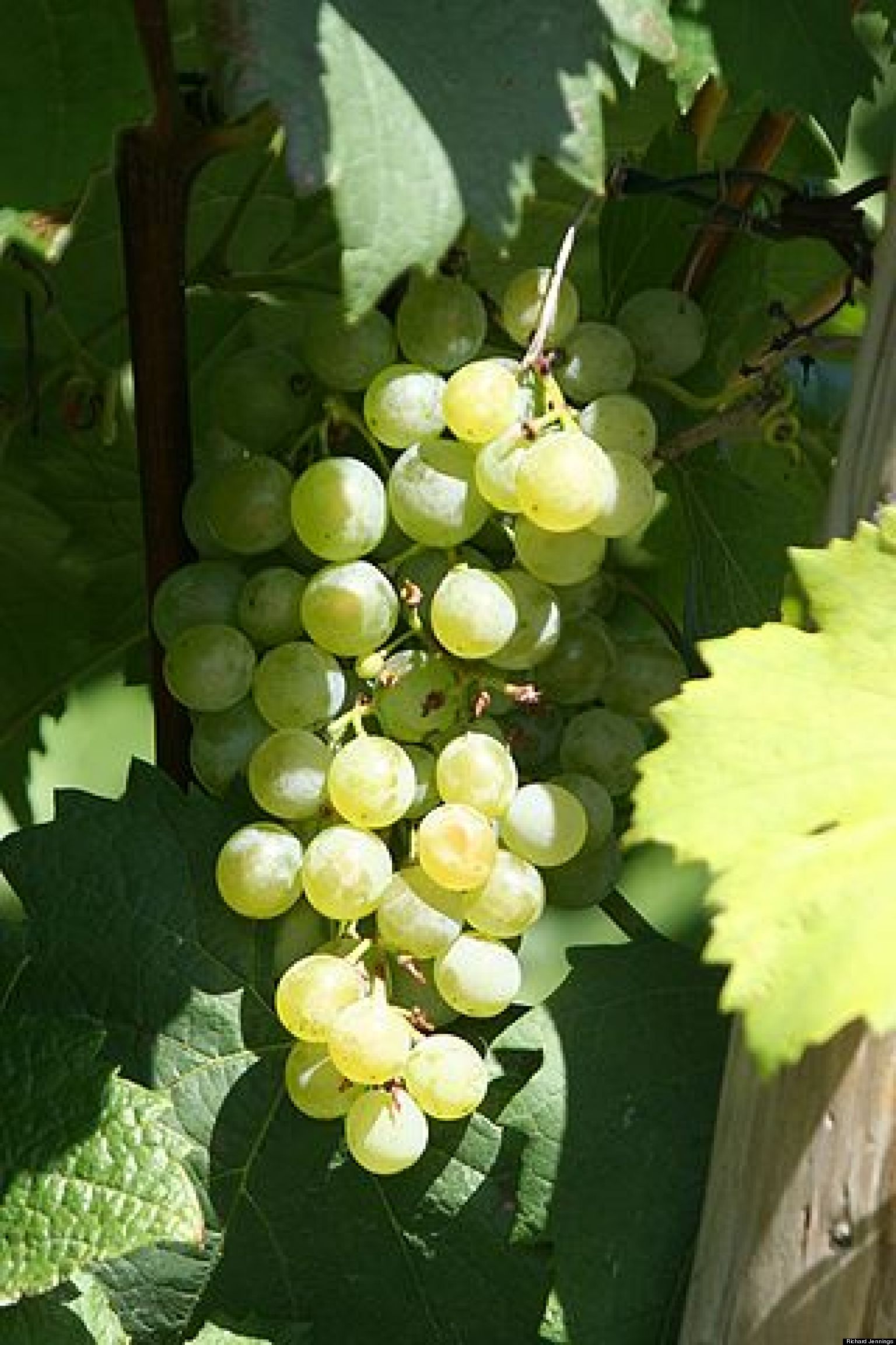 Fabulously Food Friendly and Ageworthy Grüner