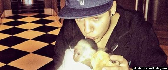 JUSTIN BIEBER MONKEY