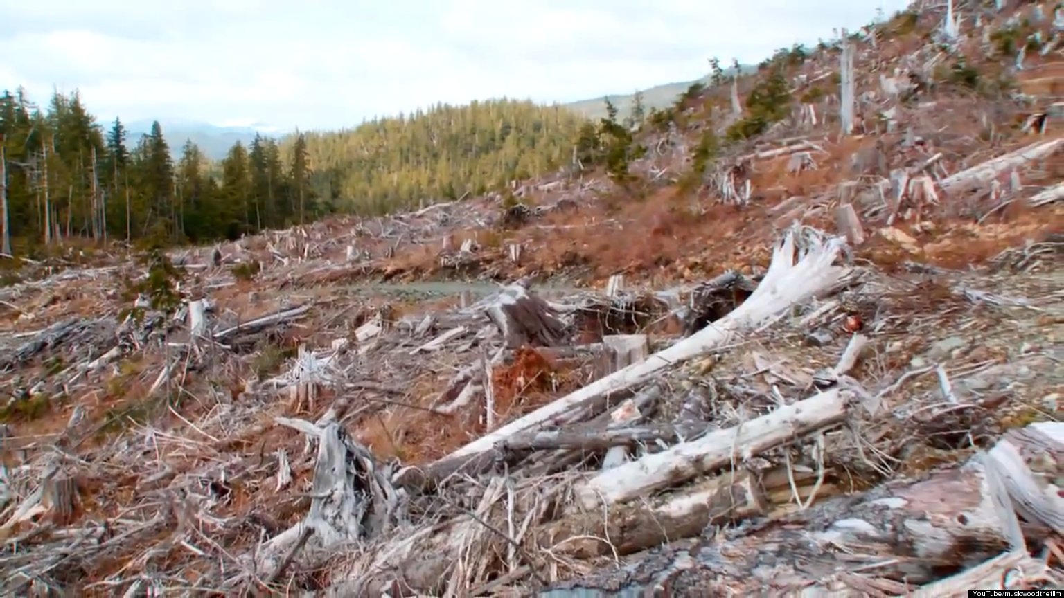 Guitar-Makers' Struggle To Preserve A Rare Forest