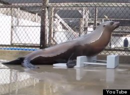 WATCH: Headbanging Sea Lion