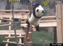 WATCH: The Cutest Video You'll See All Day