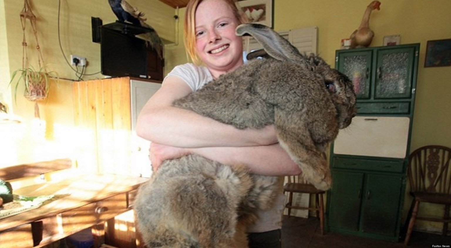 the giant stuffed bunny rabbit