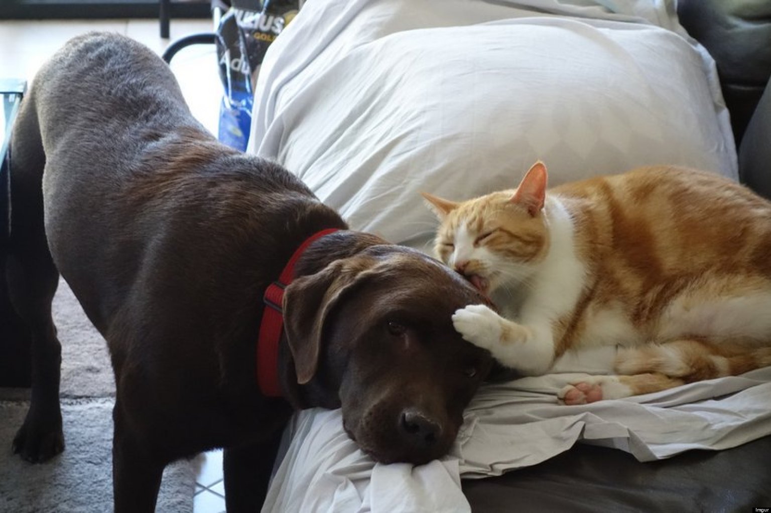 Dog And Cat's Adorable Daily Ritual Will Make You Smile (PHOTOS)