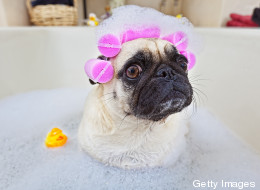 Animales que adoran la hora del baño (VIDEOS)