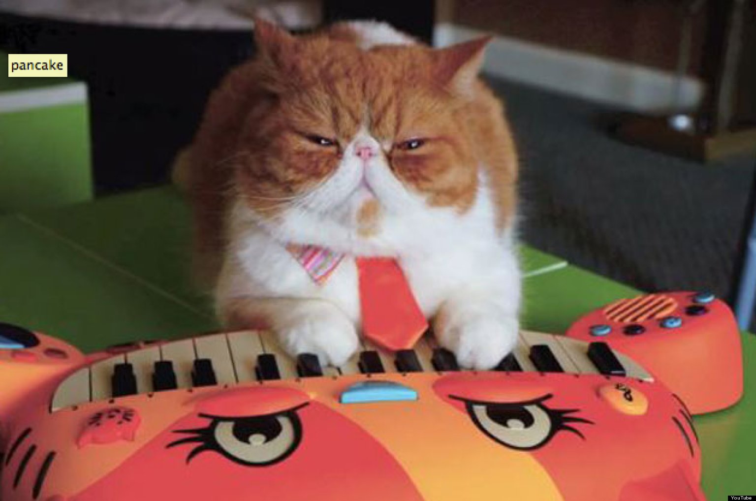 Pancake The Cat Takes On Lil Bub's Title For Coolest Cat Ever HuffPost