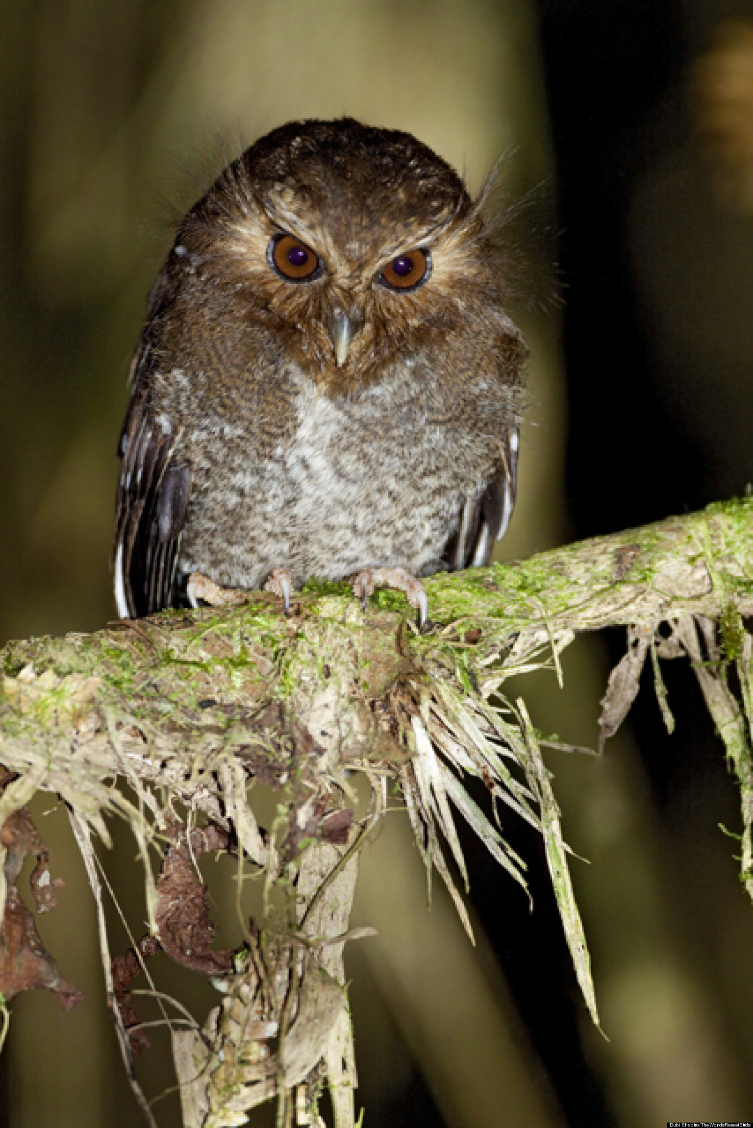 world-s-rarest-birds-photo-competition-garners-breathtaking-images