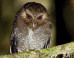 LOOK: Some Of The World's Rarest Birds