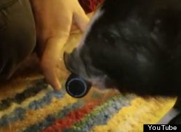 WATCH: And This Little Piggy Opens Bottles...
