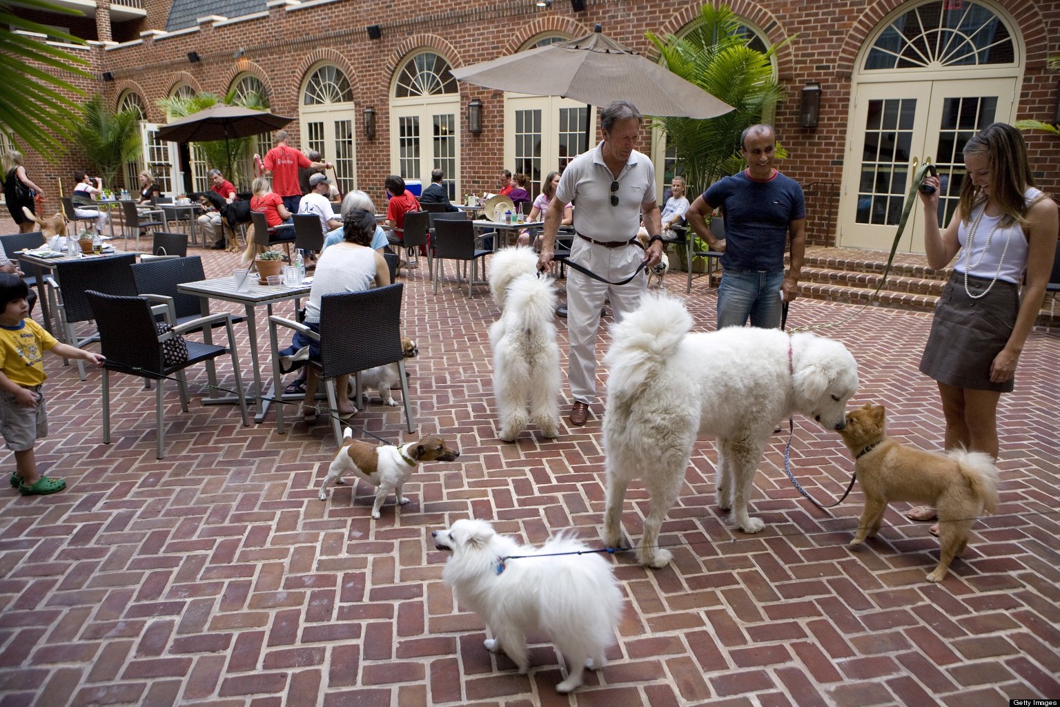 Dog-Friendly Dining In D.C.: Arlington To Allow Dogs At Outdoor